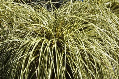 Zegge Carex oshimensis 'Evergold' 5-10 Pot P9 Carex oshimensis 'Evergold'