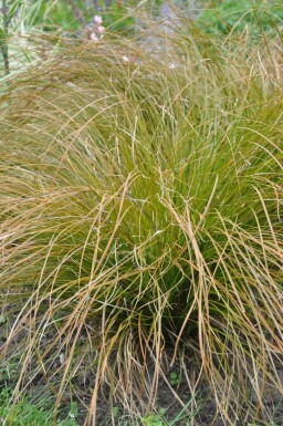 Oranjezegge Carex testacea 'Prairie Fire' 10-15 Pot C2 Carex testacea 'Prairie Fire'
