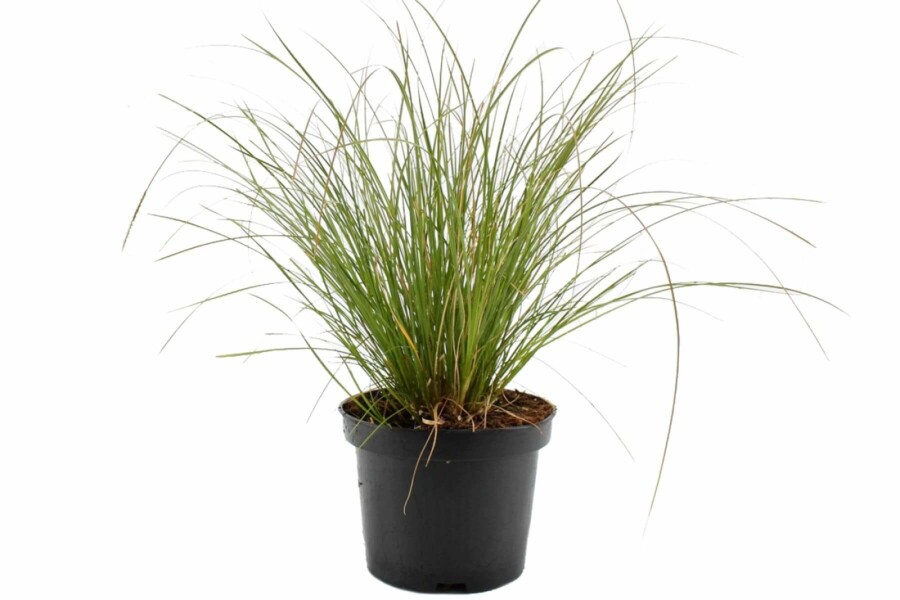 Oranjezegge Carex testacea 'Prairie Fire' 10-15 Pot C2 Carex testacea 'Prairie Fire'
