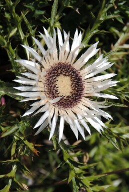 Zilverdistel Carlina acaulis simplex 5-10 Pot P9 Carlina acaulis simplex