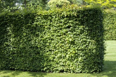 Beuk / Haagbeuk Carpinus Betulus 30-40 cm