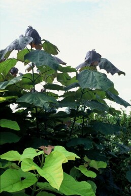 Trompetboom Catalpa erubescens 'Purpurea' Struik 20-30 Pot C5