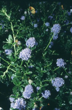 Ceanothus 'Blue Mound'