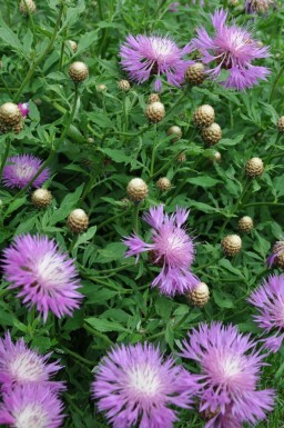 Centaurie Centaurea dealbata 5-10 Pot P9