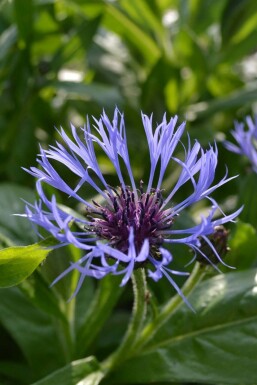 Bergkorenbloem Centaurea montana 5-10 Pot P9