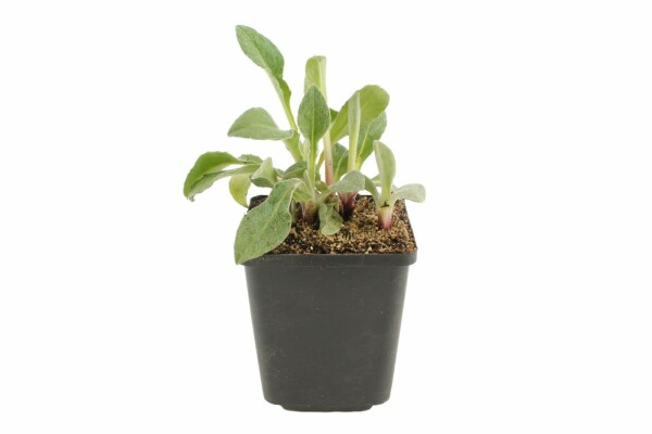 Bergkorenbloem Centaurea montana 5-10 Pot P9