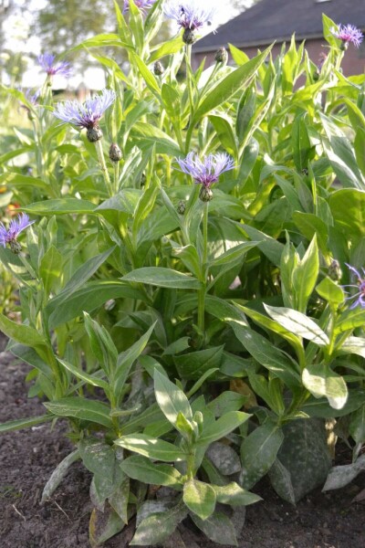 Bergkorenbloem Centaurea montana 5-10 Pot P9
