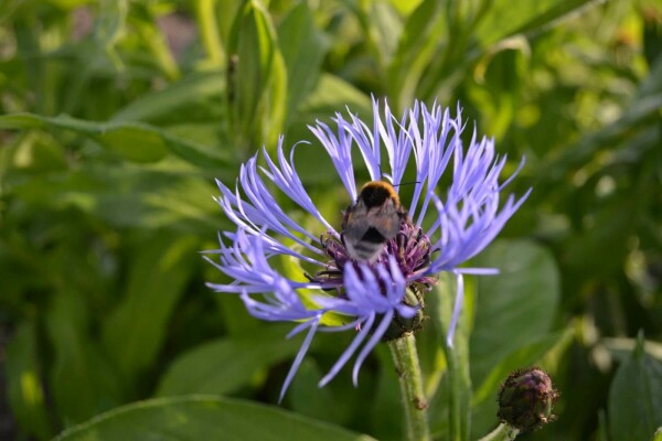 Bergkorenbloem Centaurea montana 5-10 Pot P9