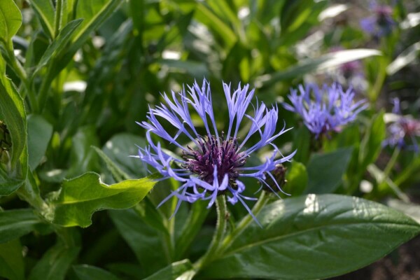 Bergkorenbloem Centaurea montana 5-10 Pot P9