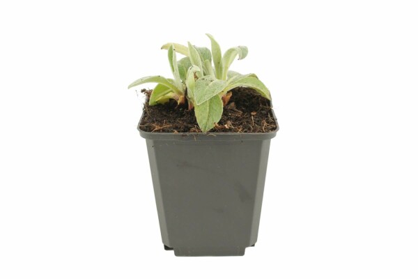 Korenbloem Centaurea montana 'Coerulea' 5-10 Pot P9
