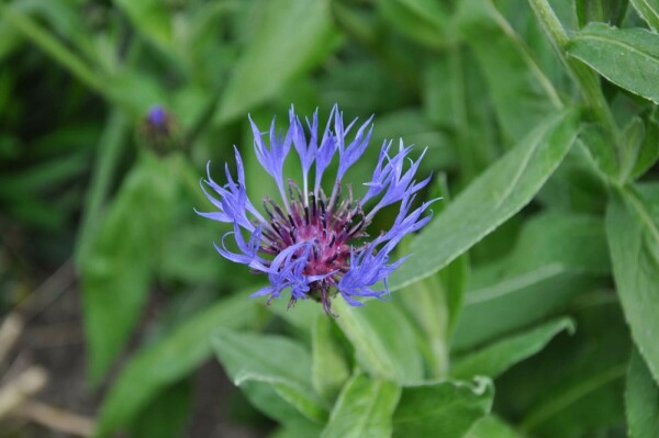 Korenbloem Centaurea montana 'Coerulea' 5-10 Pot P9