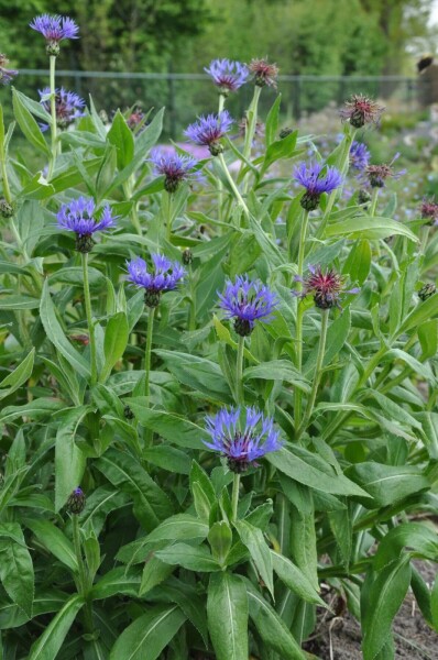 Korenbloem Centaurea montana 'Coerulea' 5-10 Pot P9