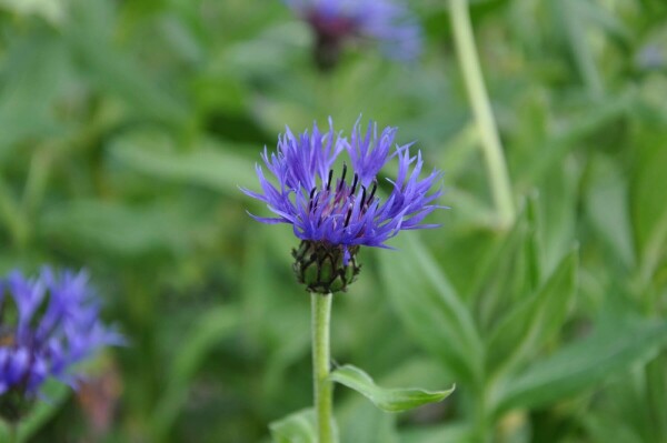 Korenbloem Centaurea montana 'Coerulea' 5-10 Pot P9