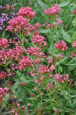 Spoorbloem Centranthus ruber 'Coccineus' 5-10 Pot P9