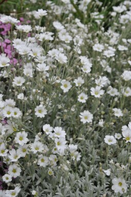 Viltige hoornbloem Cerastium tomentosum 5-10 Pot P9 Cerastium tomentosum