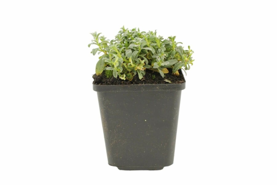 Viltige hoornbloem Cerastium tomentosum 5-10 Pot P9