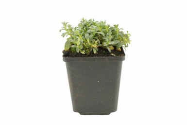 Viltige hoornbloem Cerastium tomentosum 5-10 Pot P9 Cerastium tomentosum