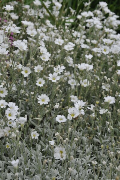 Viltige hoornbloem Cerastium tomentosum 5-10 Pot P9