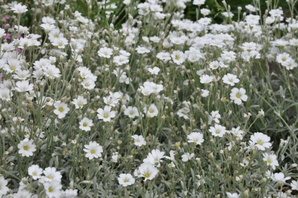 Viltige hoornbloem Cerastium tomentosum 5-10 Pot P9
