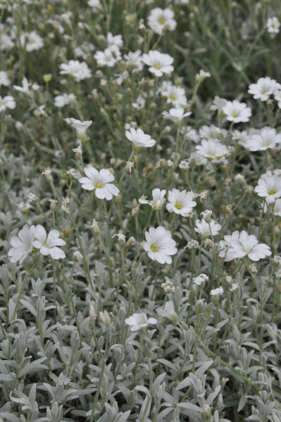 Viltige hoornbloem Cerastium tomentosum 5-10 Pot P9