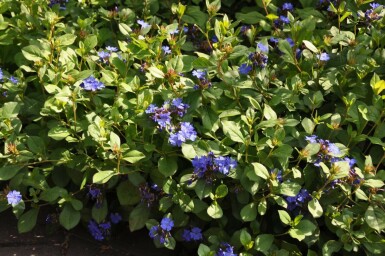 Loodkruid Ceratostigma plumbaginoides 10-15 Pot C2 Ceratostigma plumbaginoides