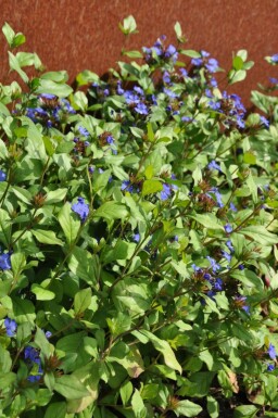 Loodkruid Ceratostigma plumbaginoides 5-10 Pot P9 Ceratostigma plumbaginoides
