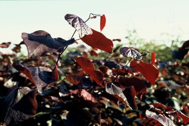 Roodbladige judasboom Cercis canadensis 'Forest Pansy' Struik 40-60 Pot C5