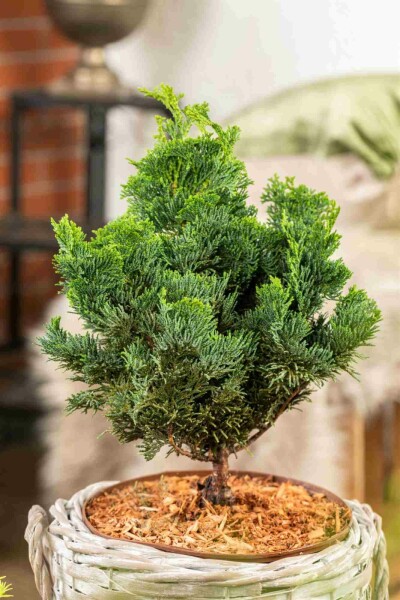 Chamaecyparis obtusa 'Nana Gracilis' C2 15-20