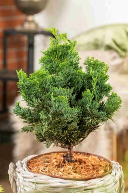 Chamaecyparis obtusa 'Nana Gracilis' C2 15-20
