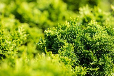 Chamaecyparis obtusa 'Nana Gracilis' C2 15-20