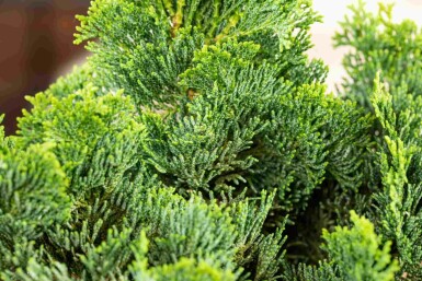 Chamaecyparis obtusa 'Nana Gracilis' C2 15-20