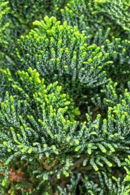 Chamaecyparis obtusa 'Nana Gracilis' C2 15-20