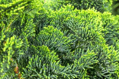 Chamaecyparis obtusa 'Nana Gracilis' C2 15-20