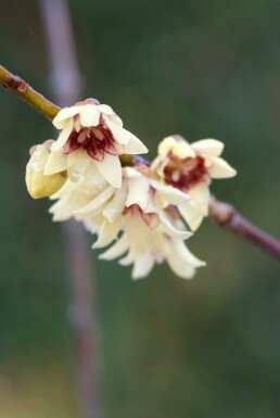 Winterzoet Chimonanthus praecox Struik 80-100 Pot C12 Chimonanthus praecox struik 80-100 cm