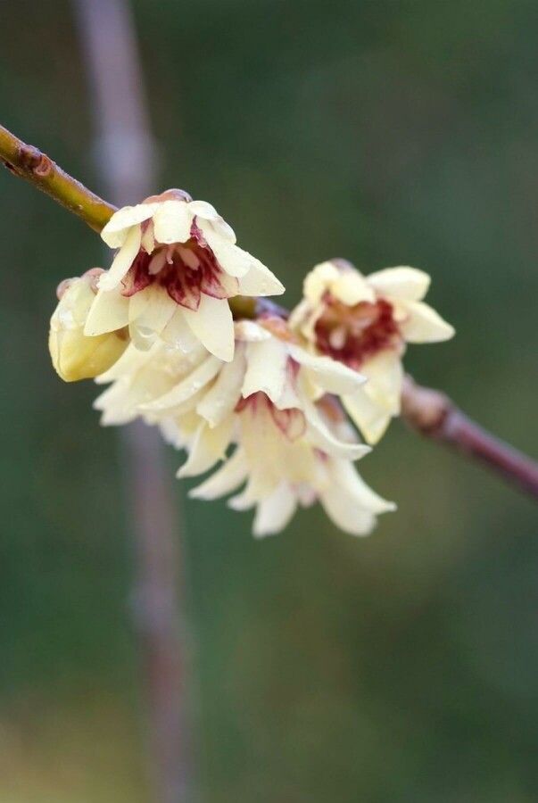 Winterzoet Chimonanthus praecox Struik 20-30 Pot C2 Chimonanthus praecox struik 20-30 cm