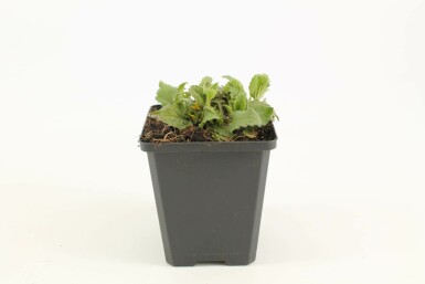 Goudster Chrysogonum virginianum 5-10 Pot P9 Chrysogonum virginianum