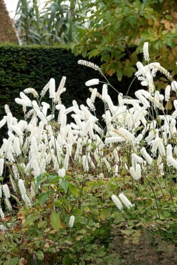 Zilverkaars Cimicifuga simplex 'White Pearl' 5-10 Pot P9