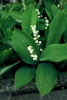 Lelietje-van-Dalen Convallaria maJalis 5-10 Pot P9