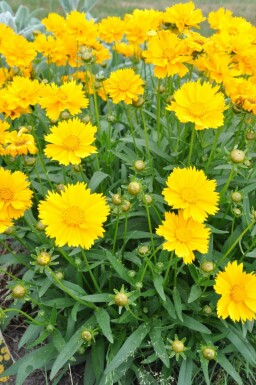 Coreopsis grandiflora 'Sunray'