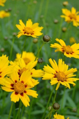 Meisjesogen Coreopsis lanceolata 'Sterntaler' 5-10 Pot P9