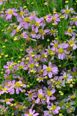 Meisjesogen Coreopsis rosea 'American Dream' 5-10 Pot P9 Coreopsis rosea 'American Dream'