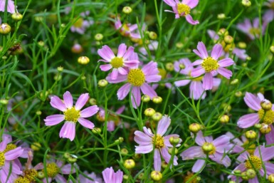 Meisjesogen Coreopsis rosea 'American Dream' 5-10 Pot P9