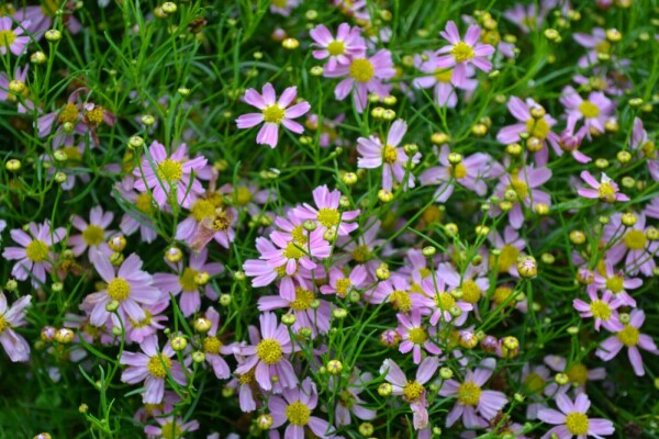 Meisjesogen Coreopsis rosea 'American Dream' 5-10 Pot P9