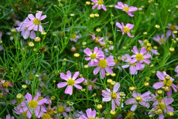 Meisjesogen Coreopsis rosea 'American Dream' 5-10 Pot P9