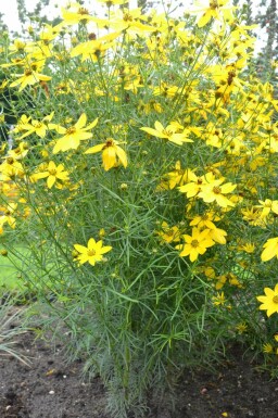 Meisjesogen Coreopsis verticillata 5-10 Pot P9