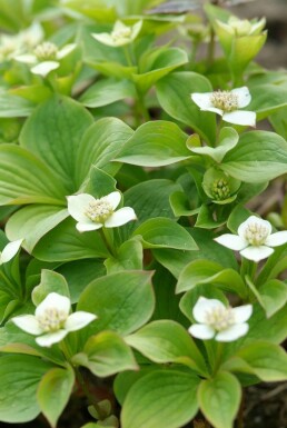 Kruipende kornoelje Cornus canadensis 5-10 Pot P9 Cornus canadensis P9 5-10