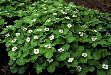 Kruipende kornoelje Cornus canadensis 5-10 Pot P9