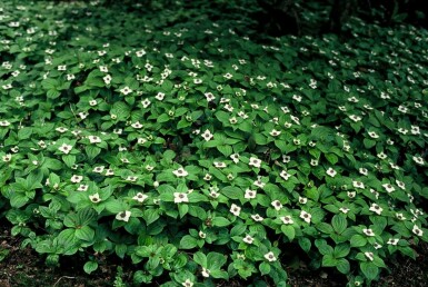Kruipende kornoelje Cornus canadensis 5-10 Pot P9 Cornus canadensis 5-10 cm