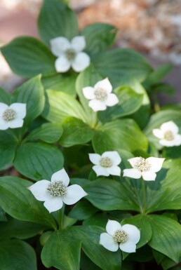 Kruipende kornoelje Cornus canadensis 5-10 Pot P9 Cornus canadensis 5-10 cm