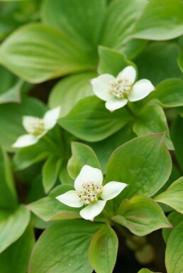 Kruipende kornoelje Cornus canadensis 5-10 Pot P9 Cornus canadensis 5-10 cm